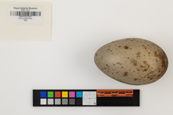 Grus americana single egg