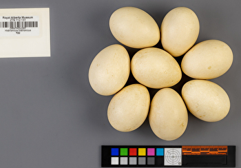 Histrionicus histrionicus clutch