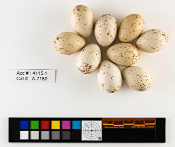 Rallus limicola  clutch