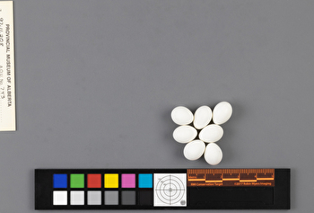 Psaltriparus minimus clutch