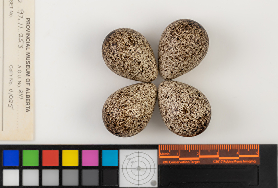 Calidris bairdii clutch