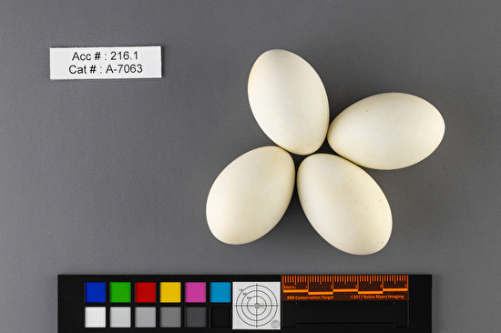 Podiceps nigricollis  clutch