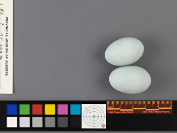 Coccyzus americanus clutch