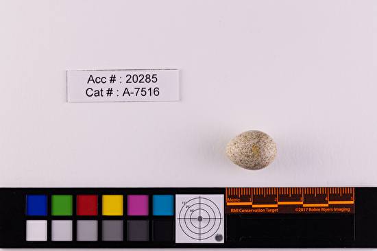 Eremophila alpestris  single egg