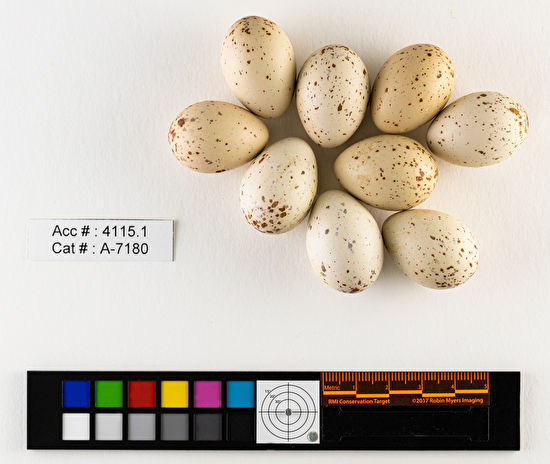 Rallus limicola  clutch