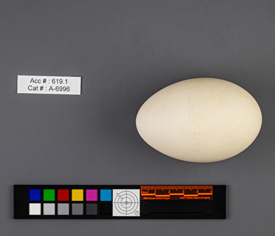 Branta canadensis  single egg