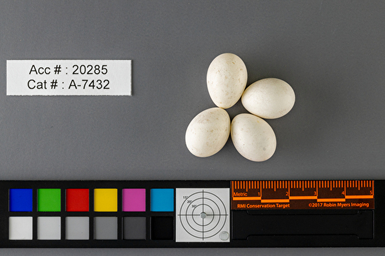 Sayornis saya  clutch