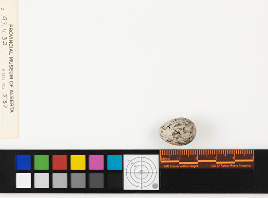 Calcarius pictus single egg