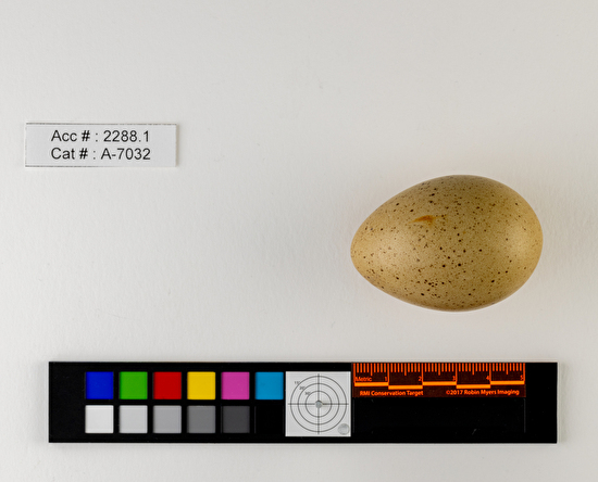 Centrocercus urophasianus  single egg