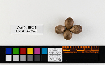 Cistothorus palustris  clutch