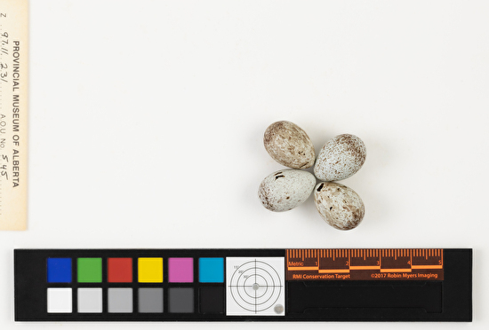 Centronyx bairdii clutch