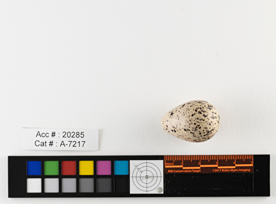 Actitis macularius  single egg