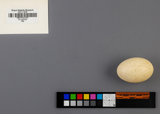 Aix sponsa single egg