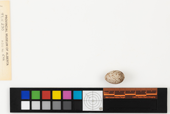 Ammodramus savannarum single egg