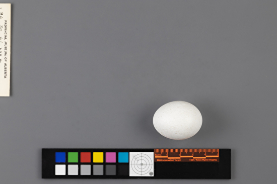 Megascops asio single egg